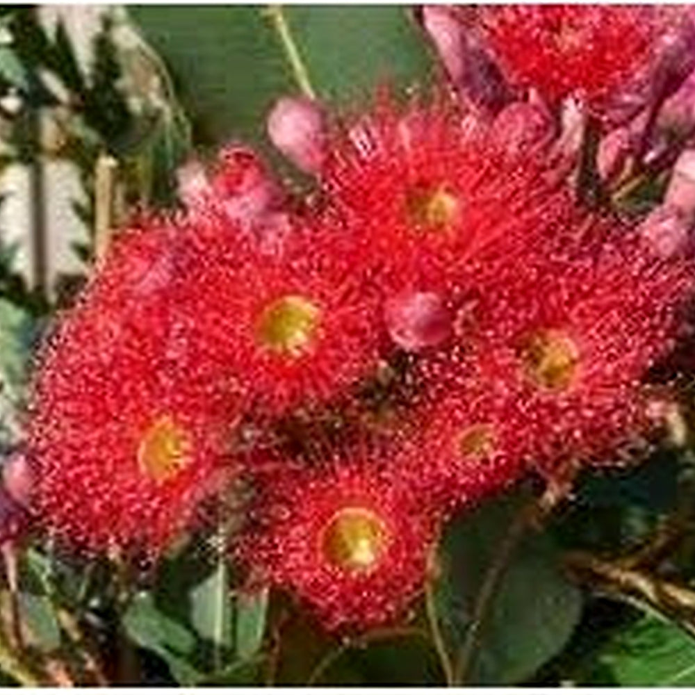 Heirloom Non-GMO Corymbia Ficifolia Flower Seeds for Planting [neera-v5-cbb8ce779cf54ff98fb7]