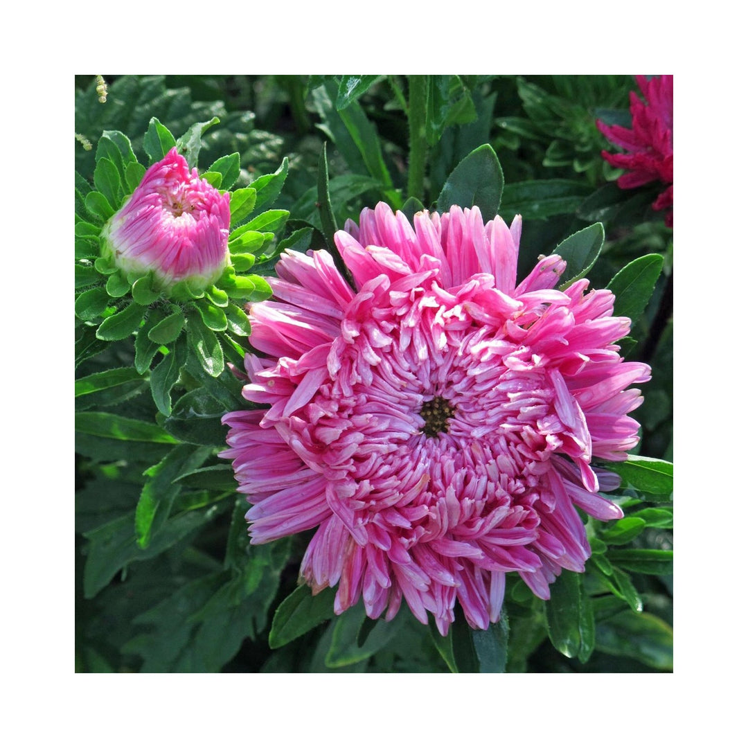 Aster Callistephus Chinensis Chrysanthemum Flower For Planting In Seasonal Garden Beds Flower Seeds [neera-v5-cbbce1c4548b598ee463]