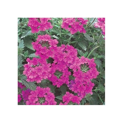Purple Verbena Flower Seeds [neera-v5-cbc24f9220e5f45c0f89]