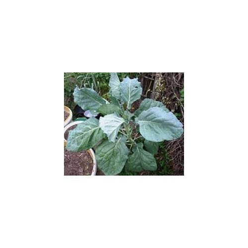 Heirloom Non-GMO Walking Stick Kale Vegetable Seeds for Home Garden Planting [neera-v5-cbca10c88f2610bd52de]
