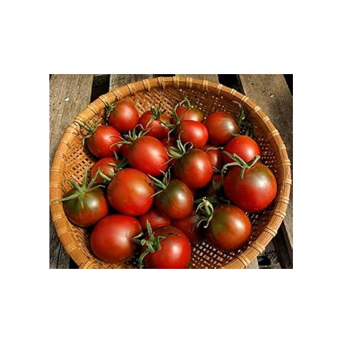 Maroon Red Tomato Seeds for Planting [neera-v5-cbd2e3773c7caa1dc01e]