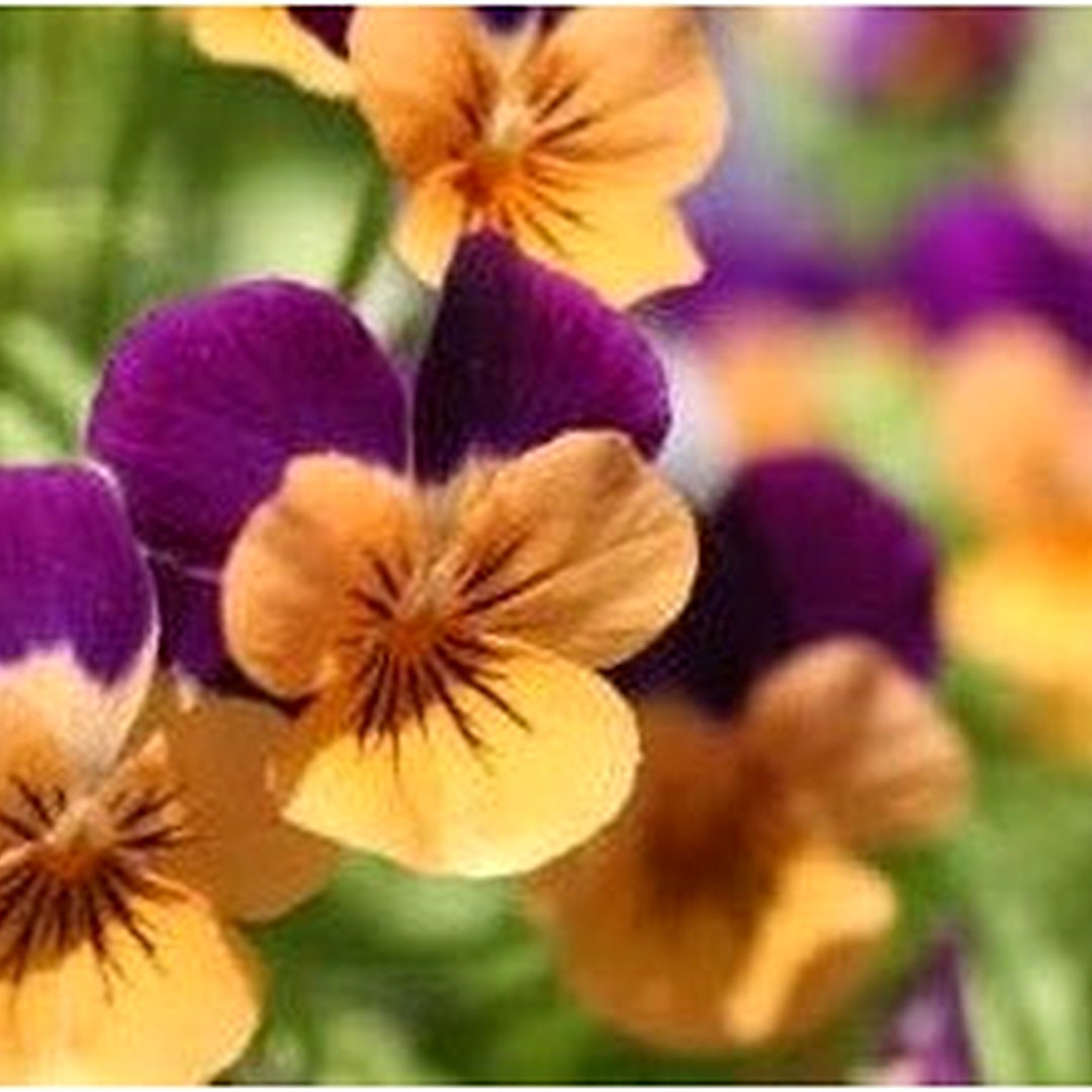 Purple Orange Heirloom Non Gmo Pansy Flower For Garden Planting Vibrant Cool Season Blooms Flower [neera-v5-cbd48ad4b98eaa639fef]