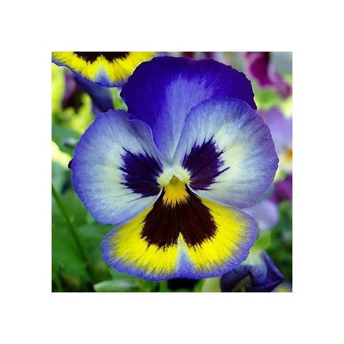 Blue Yellow Pansy Flower Seeds for Planting [neera-v5-cbeeaf5d02f795939227]