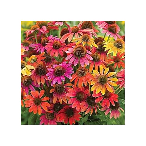 Green Coneflower Seeds [neera-v5-cbfa9499fb48434b1ac2]