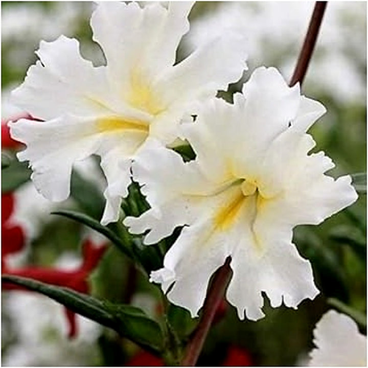 White Mimulus Hybridus Flower Seeds for Planting [neera-v5-cc00f3130c10fcd2a7dc]