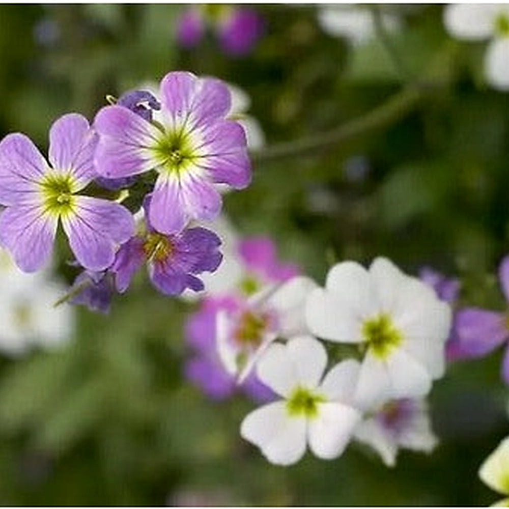 Malcolmia maritima (Virginia Stock) Flower Seeds for Planting [neera-v5-cc02ff21ac7ea1c399e7]
