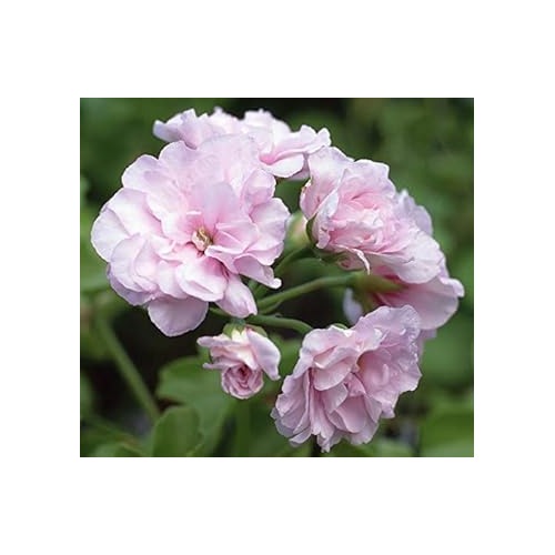 Lavender Violet Geranium Flower Seeds [neera-v5-cc04013c210d1a023f1b]