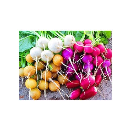 Mixed Colour Radish Seeds for Planting [neera-v5-cc05bf1348c0ddf7e951]