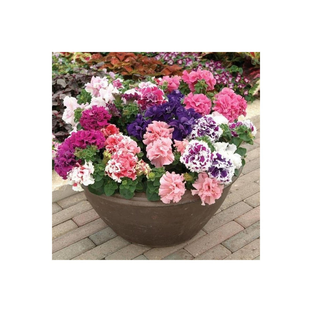 Double Petal Petunia Perennial Flower For Home And Garden Planting Flower Seeds for Home Garden [neera-v5-cc06ba1b0f830b3197c1]