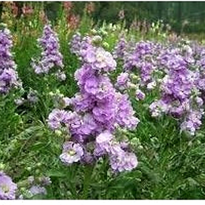 Heirloom Purple &amp; White Matthiola Incana Seeds for Planting [neera-v5-cc0be85ccbfb724475a7]
