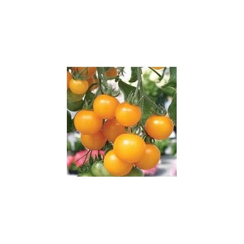 Heirloom Non-GMO Yellow Tomato Seeds for Planting [neera-v5-cc0d014bf815465055f3]