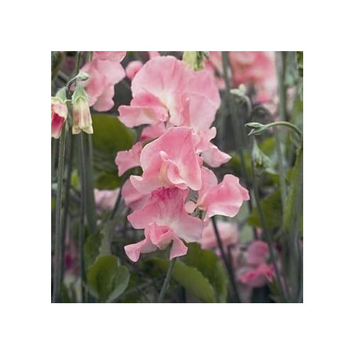 Heirloom Baby Pink Sweet Pea Flower Seeds for Planting [neera-v5-cc0ed8e0a34aa50d306c]