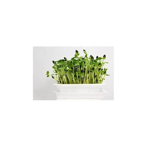 Sunflower Microgreens Seeds [neera-v5-cc180257cb4fa0337dce]