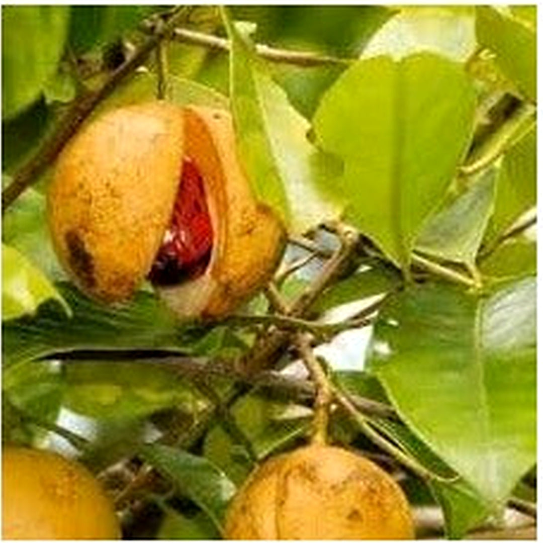 Myristica Fragrans Fruit Seeds for Growing Nutmeg Trees [neera-v5-cc1d4b002598a1ca7eda]