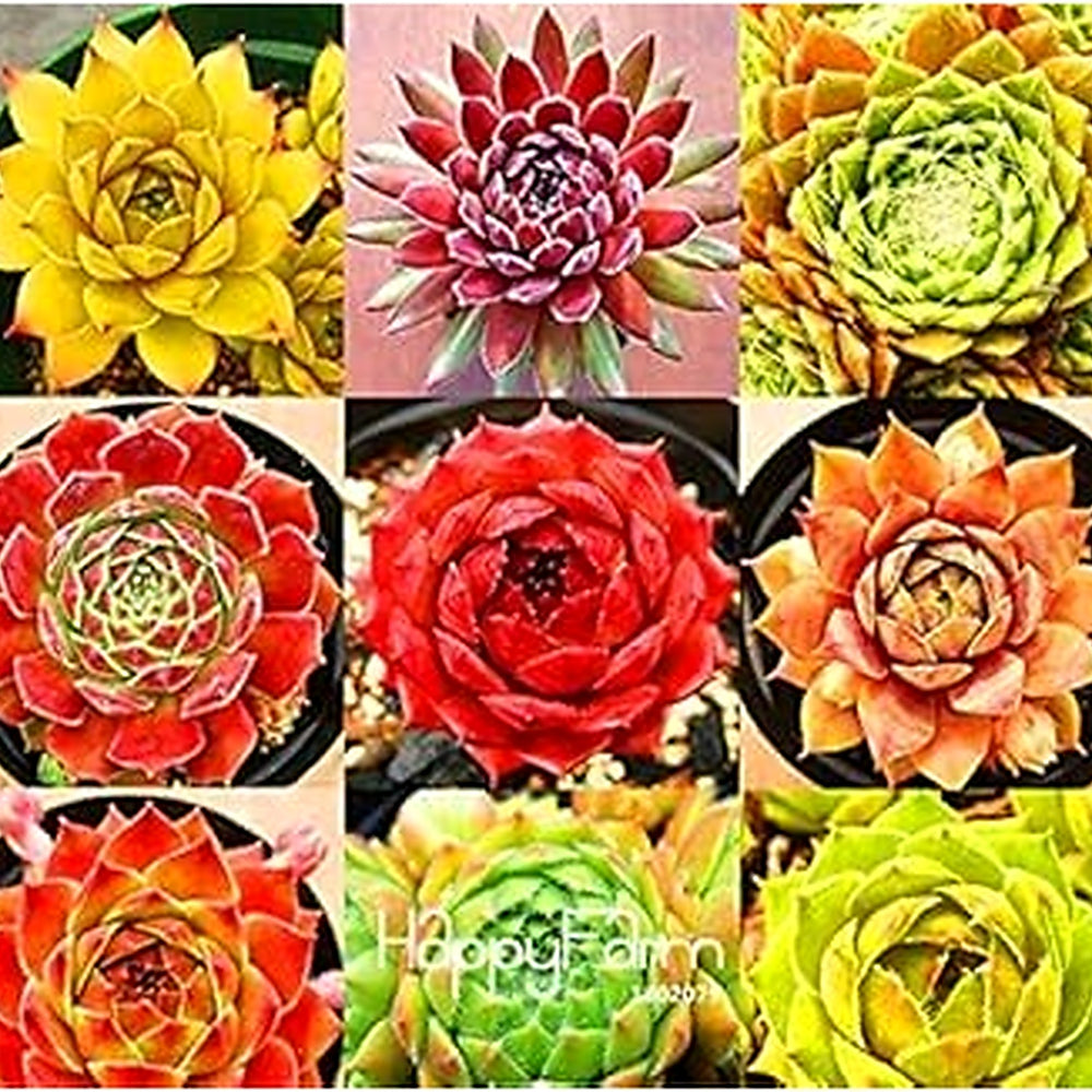 Mixed Sempervivum Flower Seeds for Planting [neera-v5-cc21365a0007aa99ee3e]