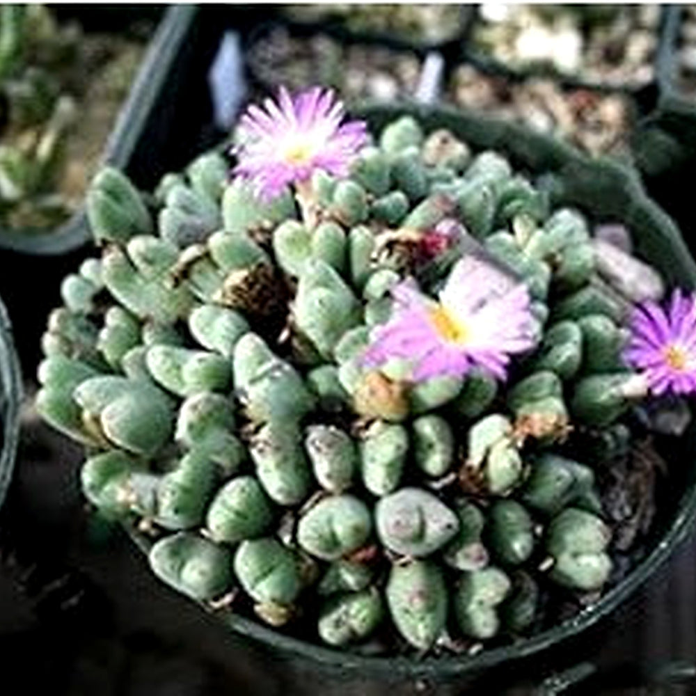 Heirloom Non-GMO Conophytum Burgeri Succulent Seeds for Planting | Rare Living Stone | High Germination Garden Seeds [neera-v5-cc22923eb186cd9e3f3e]