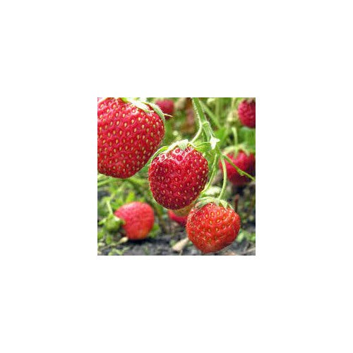 Vibrant Ozark Beauty Strawberry Seeds for Planting [neera-v5-cc234c7669d771a2f93d]