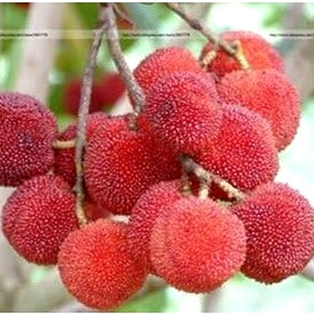 Red Myrica Rubra Fruit Seeds for Planting [neera-v5-cc24518133250219bc7b]