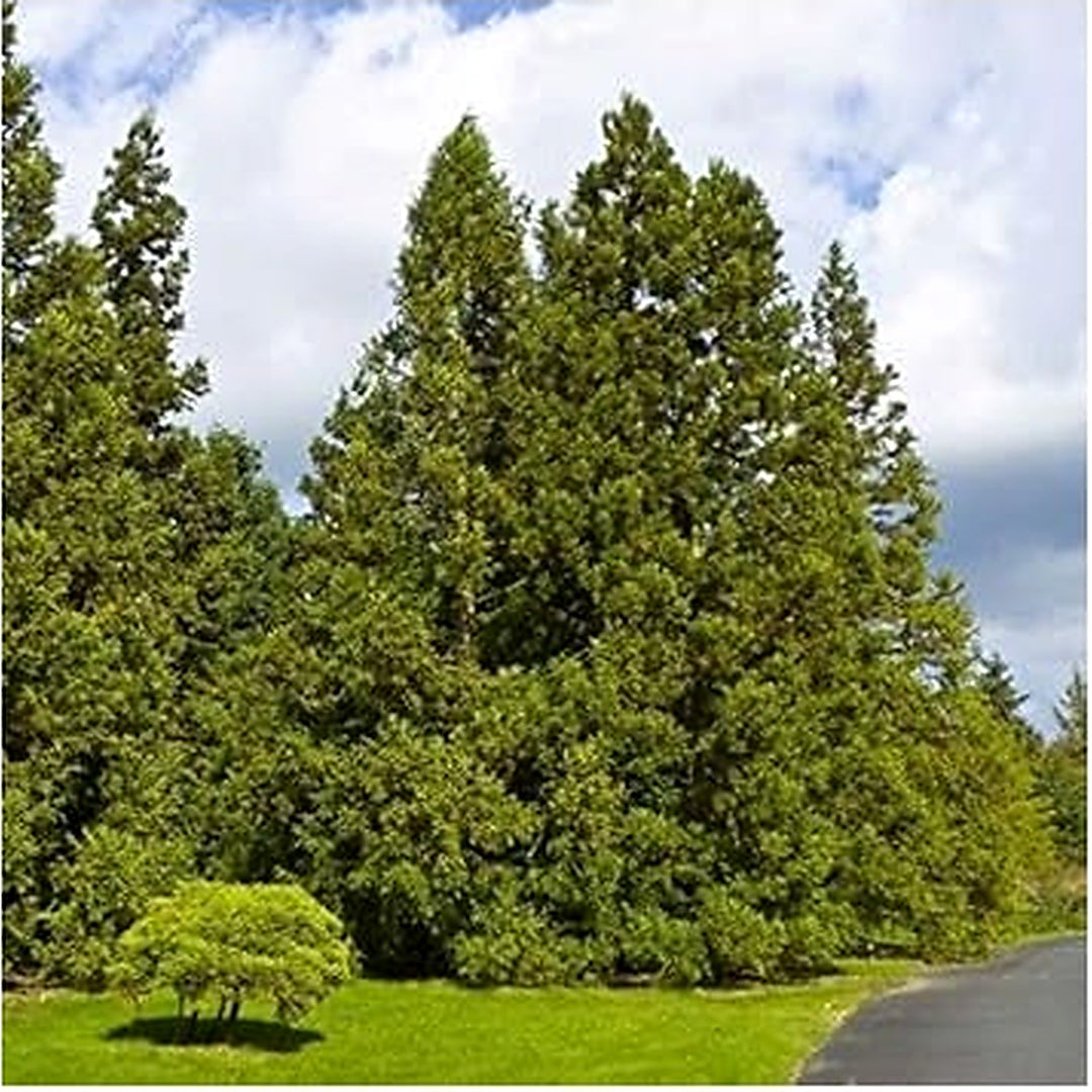 Green Cryptomeria Seeds for Planting | Heirloom & Non-GMO Organic Garden Seeds | High Germination [neera-v5-cc279cb1eeb5060b3988]