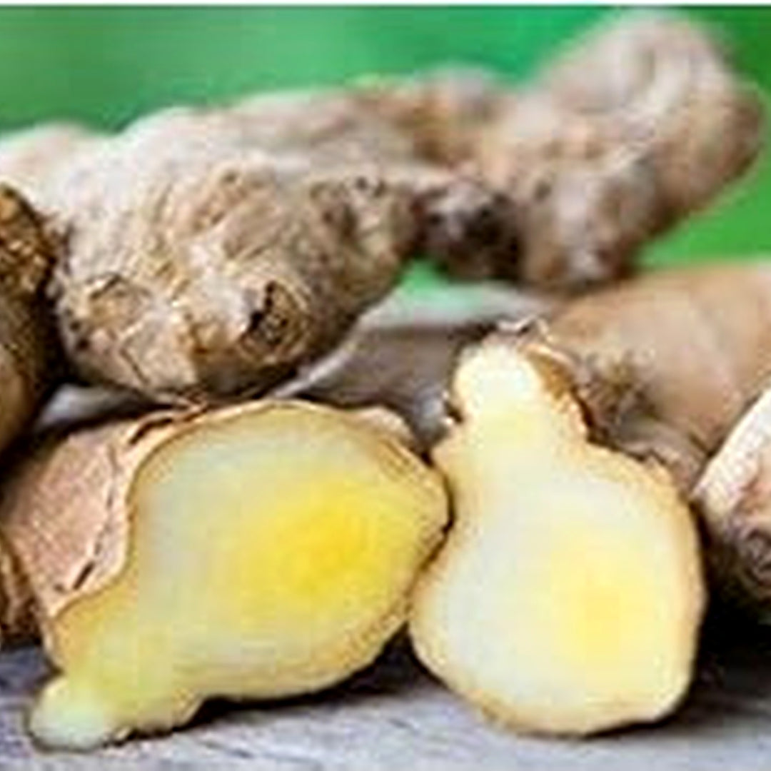 Heirloom Non-GMO White Brown Ginger Seeds for Aromatic & Medicinal Herb Garden Planting [neera-v5-cc3cd66090473191819b]