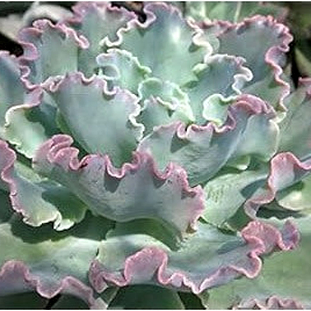 Grey Succulent Flower Seeds for Planting [neera-v5-cc45745c934e04cbc286]