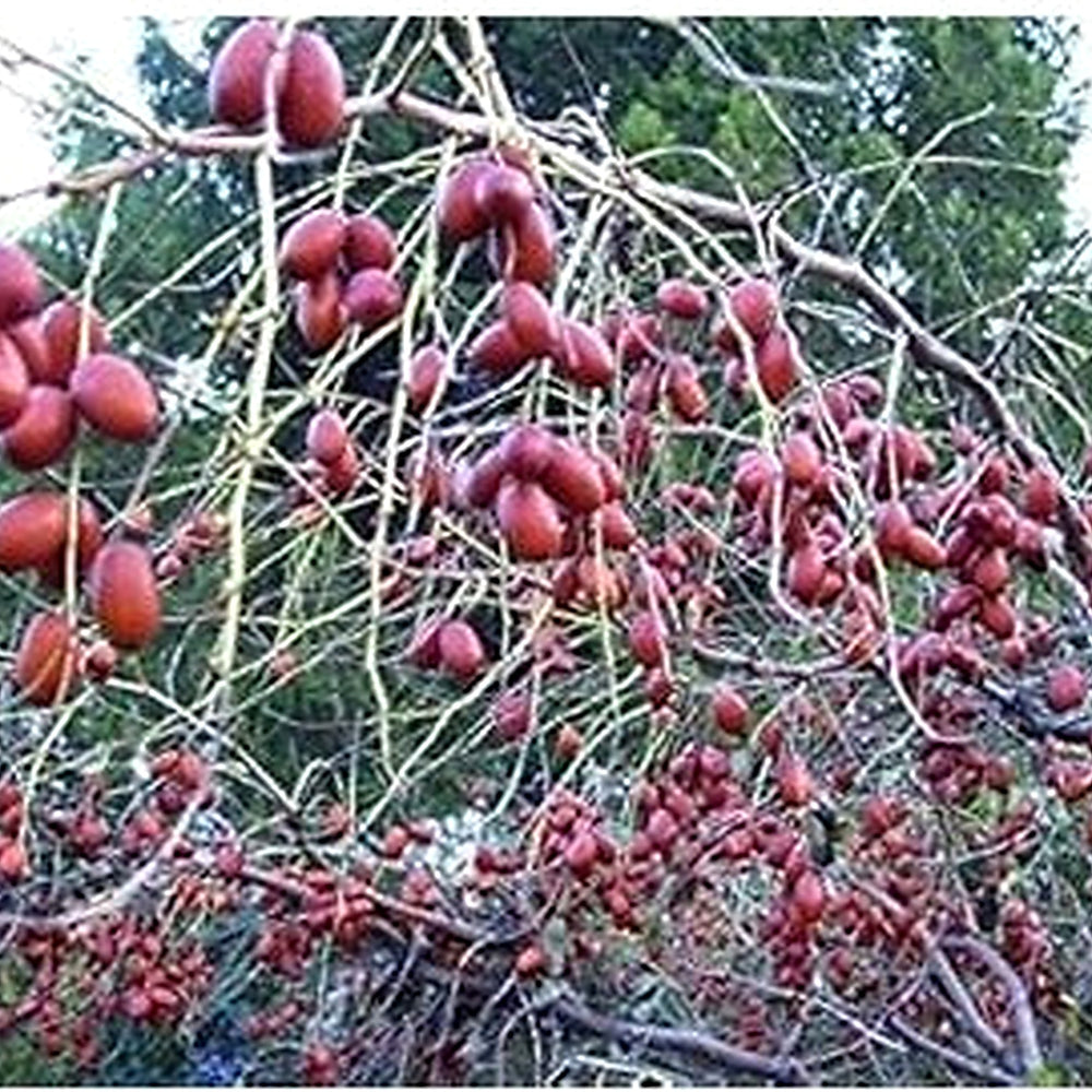 Red Ziziphus Jujuba Fruit Seeds for Planting [neera-v5-cc56398cbf8fa3b4ebea]