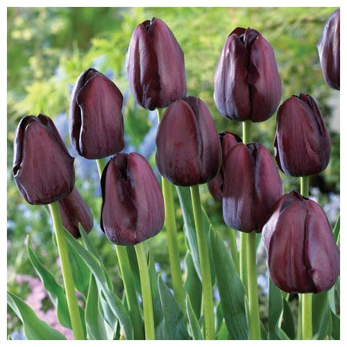 Heirloom Non-GMO Jackpot Tulip Bulbs for Planting [neera-v5-cc5c5f68040cc8a13c82]