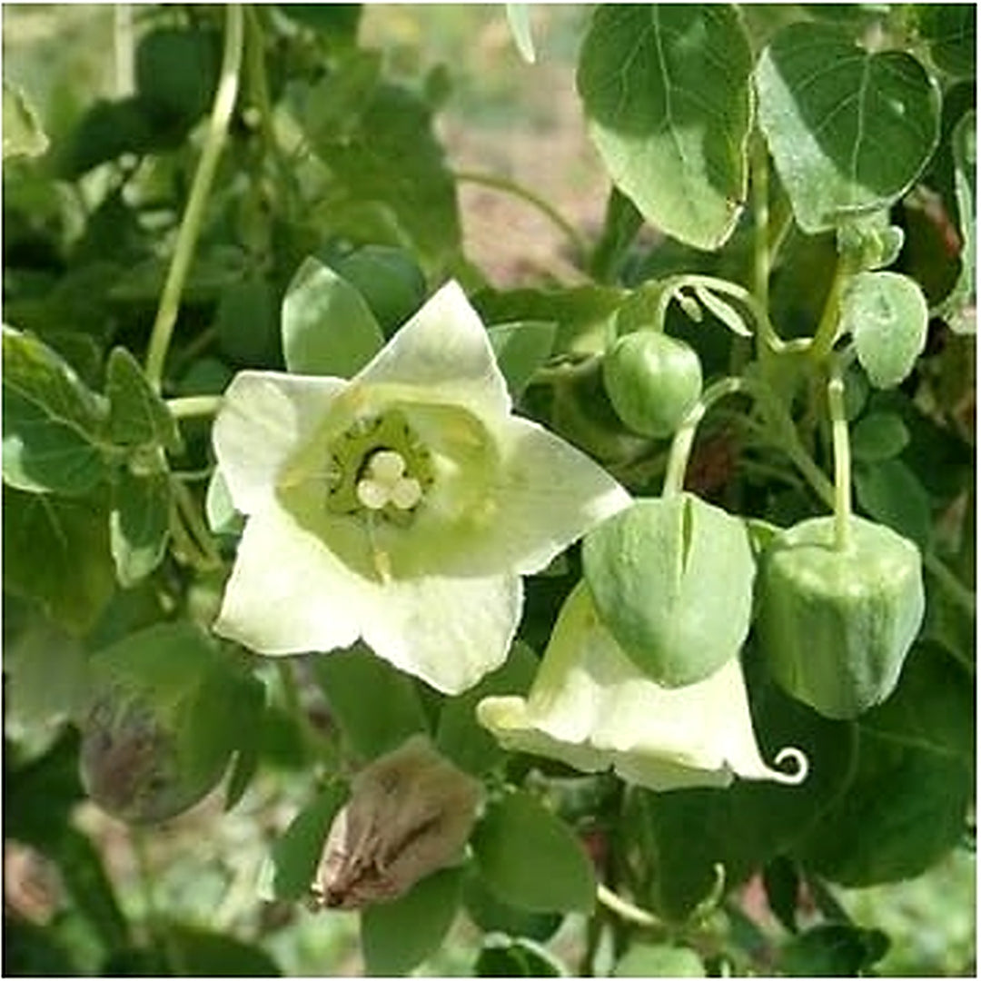 Heirloom Non-GMO Codonopsis Flower Seeds for Garden Planting [neera-v5-cc5eeb8d50149a7b27e7]