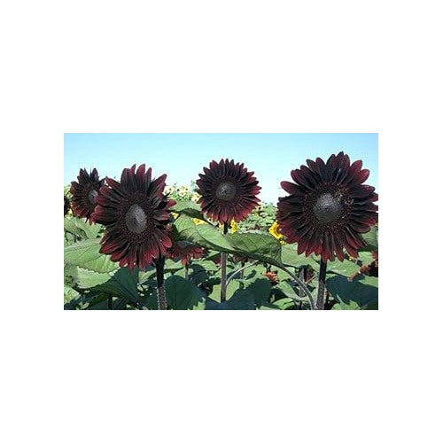 Chocolate Sunflower Seeds for Planting [neera-v5-cc6df5a957ae47fc5f1a]