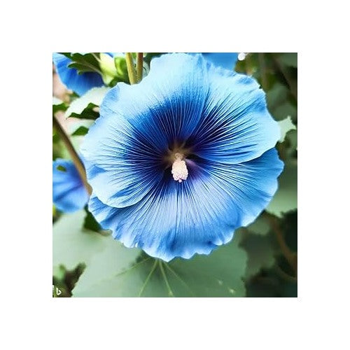 Heirloom Double Hollyhock Sky Blue Flower Seeds [neera-v5-cc7f4bb0d0e18384f236]