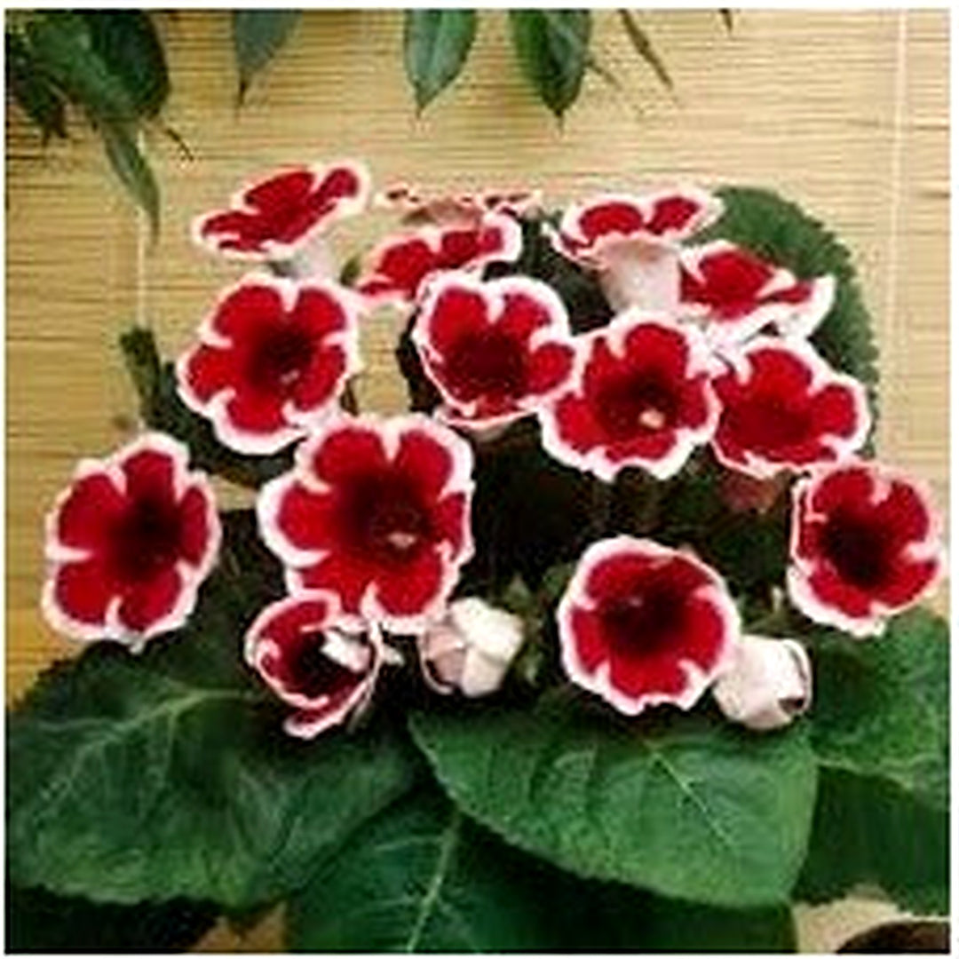 Dark Red & White Gloxinia Seeds for Planting [neera-v5-cc8b210cb978eccef5f3]