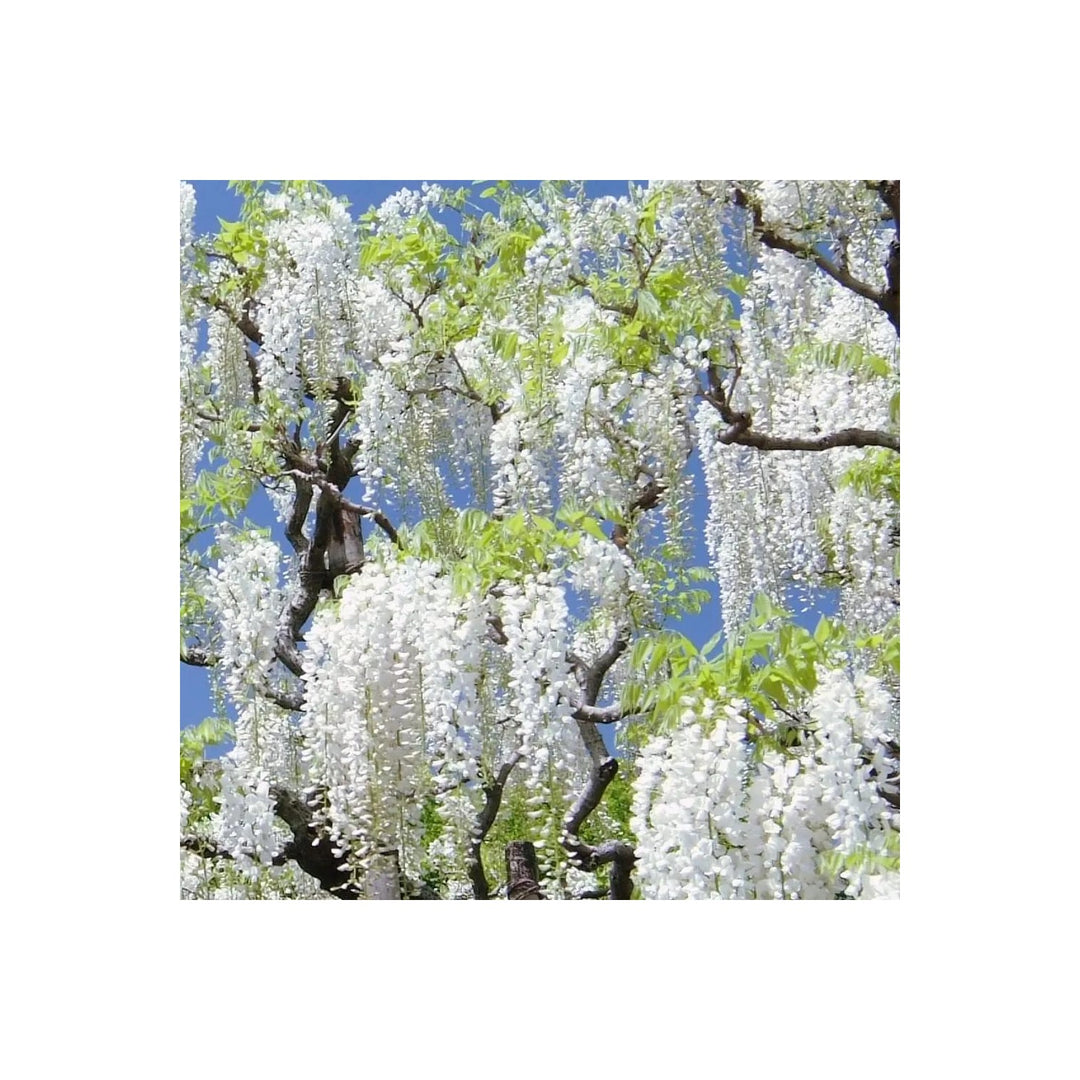 White Heirloom Non Gmo Wisteria Flower For Garden Planting Cascading Fragrant Blooms Flower Seeds [neera-v5-ccaf4337be4bda41b817]