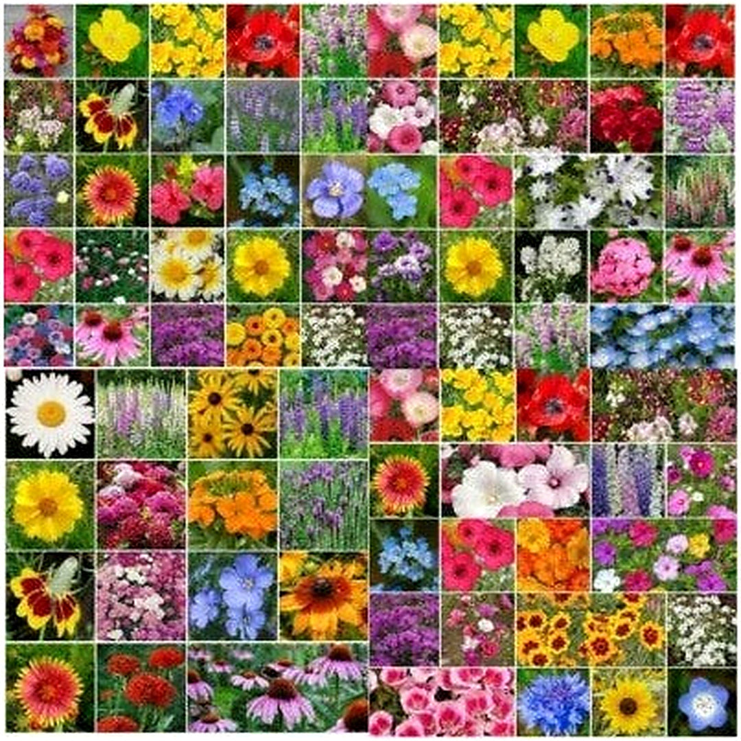 Wildflower Mix Landscapers Bulk Top Sellers Non Gmo Pure Heirloom Flower Seeds Home Garden [neera-v5-ccb7a31d48a02d033bea]