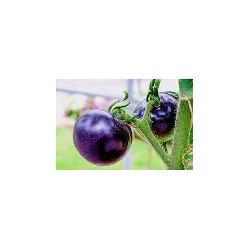 Deep Blue Tomato Seeds for Planting [neera-v5-ccc1195d40ebbf6bc7bc]