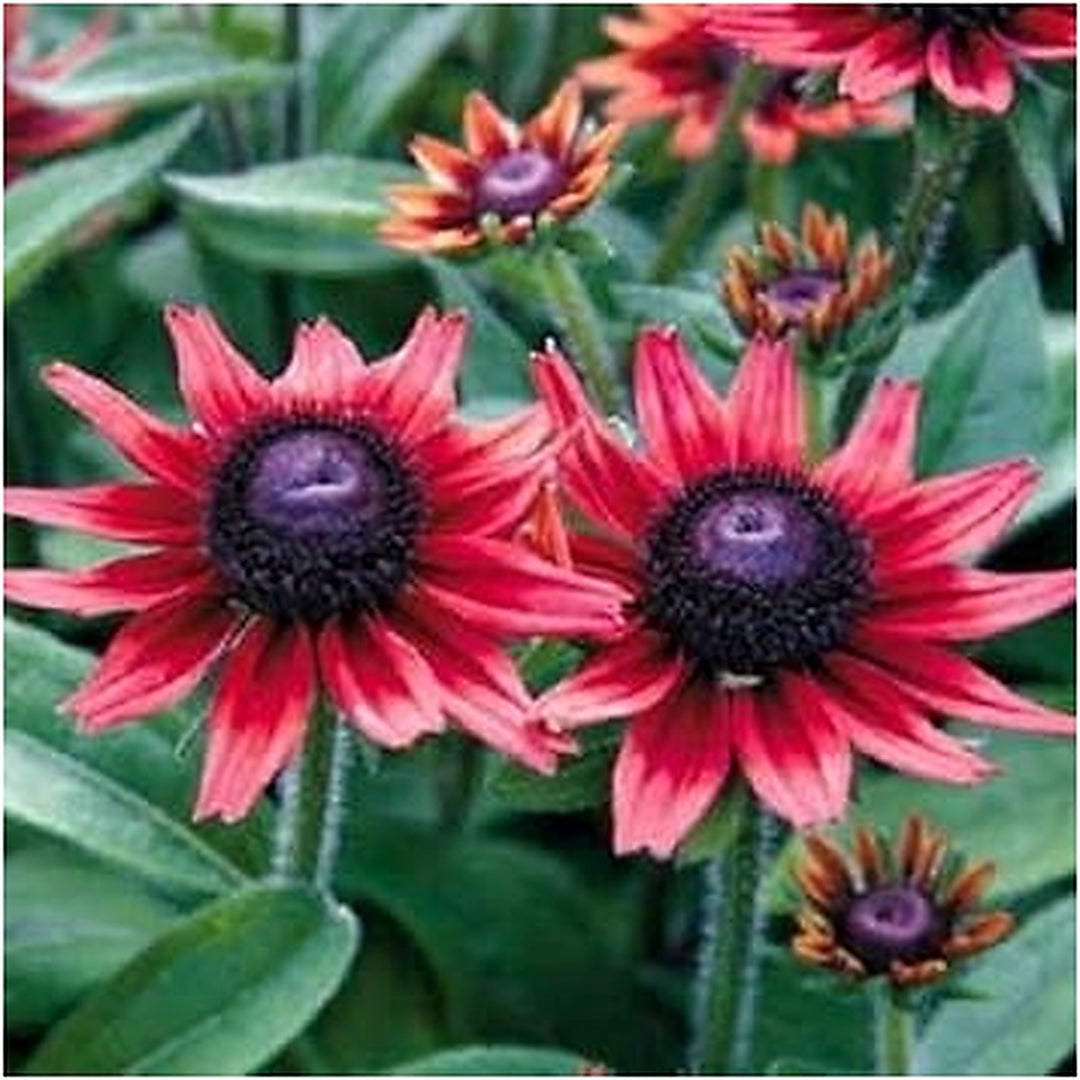 Organic Red Rudbeckia Flower Seeds for Planting [neera-v5-ccc20d4f46be8f580520]