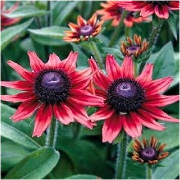 Organic Red Rudbeckia Flower Seeds for Planting [neera-v5-ccc20d4f46be8f580520]