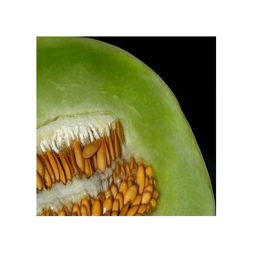 Green Dew Melon Fruit Seeds for Planting [neera-v5-ccd89ccd8e20f4fd4683]