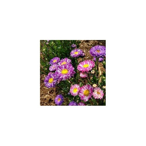 Aster Matsumoto Flower Seeds for Planting [neera-v5-ccdfdbb110aa4e3d6c50]