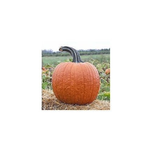 Cronus Pumpkin Seeds for Planting [neera-v5-cce53b246a0b68b046c3]