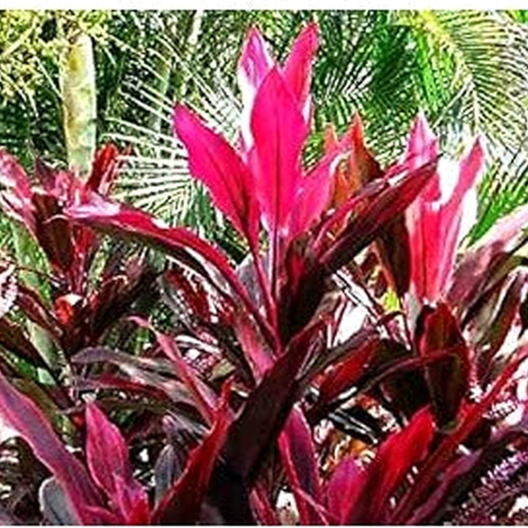 Red Cordyline Rubra Plant For Planting Flower Seeds for Home Garden Planting, Colorful Organic [neera-v5-cce75b0e5c09290f550e]