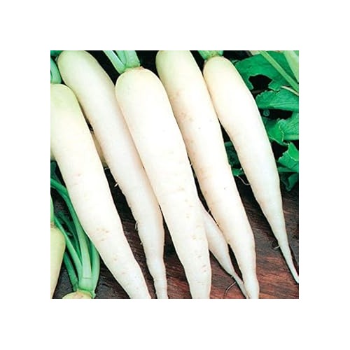 White Radish Seeds for Planting [neera-v5-ccef35039a2134712a4e]
