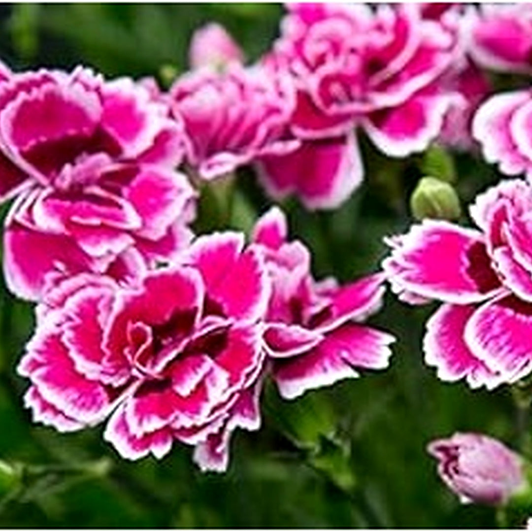 Pink Double-Flowered Dianthus Seeds for Planting [neera-v5-cd00f22467b95ff25a5a]