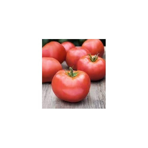 Atkinson Tomato Vegetable Seeds [neera-v5-cd03c66611cd292bdb43]