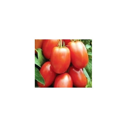 Heirloom Red Tomato Seeds for Planting [neera-v5-cd0767e6abb886f38cd7]