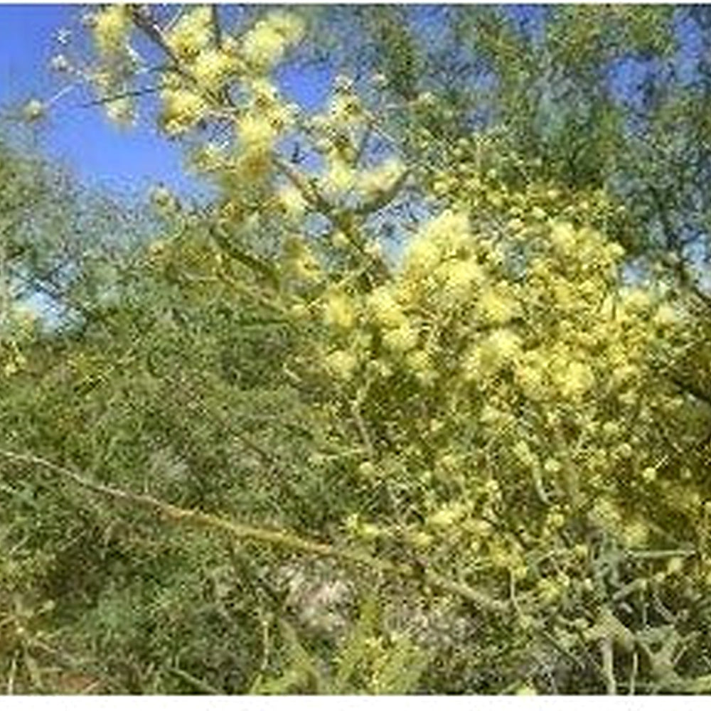 Heirloom Non-GMO Light Yellow Gypsophila Paniculata Flower Seeds for Planting [neera-v5-cd0904d4d539db066743]