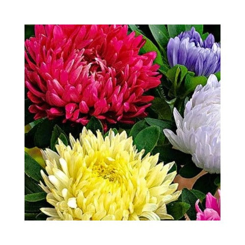 Powderpuff Mix Aster Planting Non Gmo Heirloom Fresh Flower Planting Flower Seeds Home [neera-v5-cd128fc2d471489c7125]