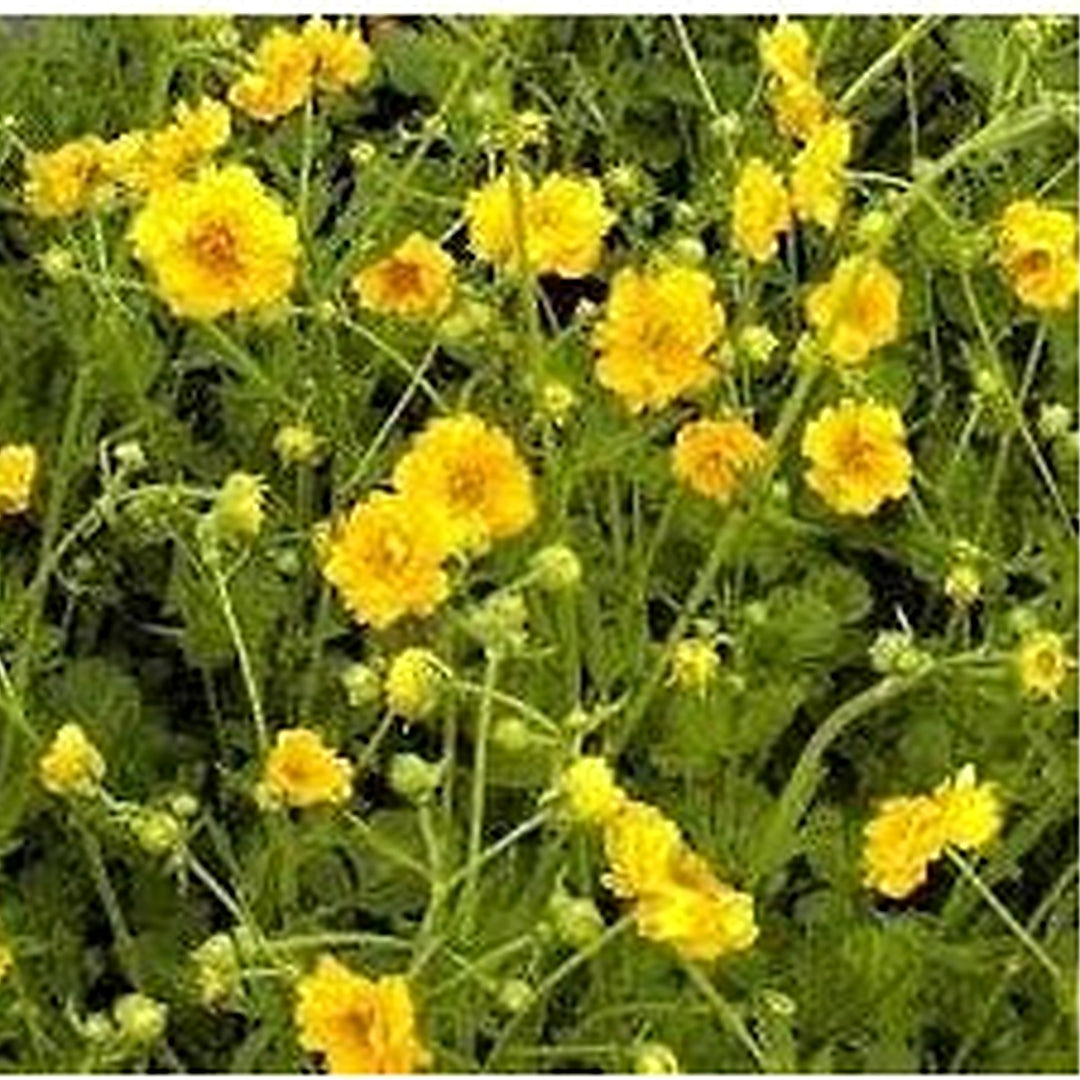 Geum Chiloense Flower Seeds for Planting [neera-v5-cd12a6a072cfefa0427b]