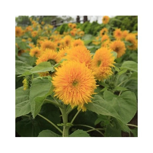 Teddy Bear Sunflower Planting Compact Dwarf Sungold Sunflower Non Gmo Free Ship Heirloom Flower [neera-v5-cd1367217f68714980f1]