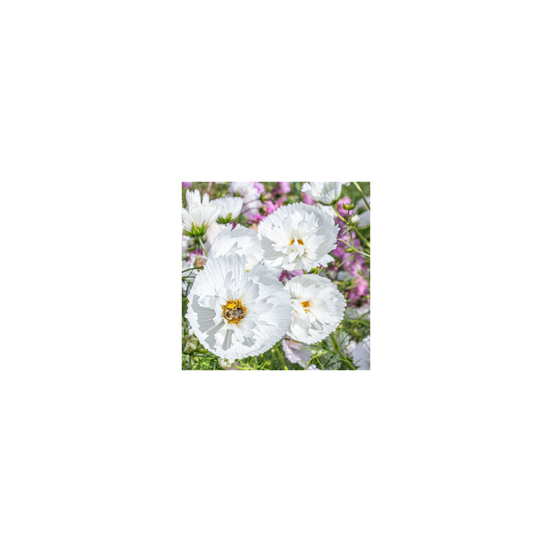 White Cosmos Bipinnatus Cupcakes Flower Planting Elegant Garden Blooms Flower Seeds Home [neera-v5-cd23e819873f48ddd76f]
