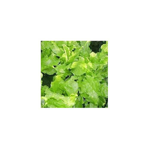 Green Lettuce Seeds [neera-v5-cd2ed72437f6245e0d81]